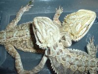 Flordia Dragons 004.jpg