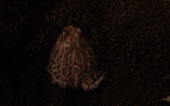 DSC00065.gif