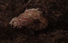 DSC00066.gif