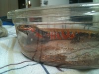 fire skinks 1.jpg