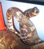 Grendal tail.jpg