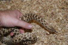 anery hognose 003.jpg