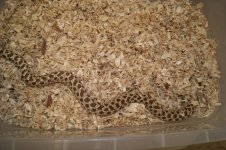 anery hognose 004.jpg