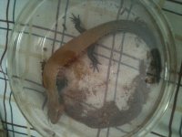 fire skinks 2.jpg