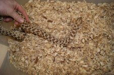 anery hognose 005.jpg