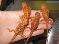 babies25.jpg