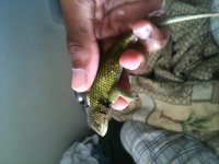 emerald swift 1.jpg