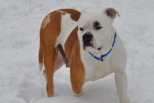 Bdog in snow.jpg