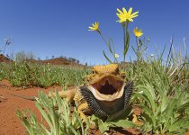 bearded-dragon.jpg