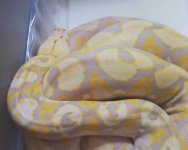 SNAKE 3.jpg