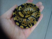 IMG00537-20110816-1023.jpg
