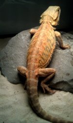 Reptar1b.jpg