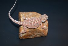 redorangehettranslucent35.1f8.jpg