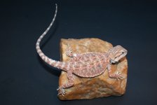 redorangehettranslucent35.1f8-2.jpg