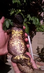 male mali belly.jpg