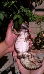 female mali belly.jpg