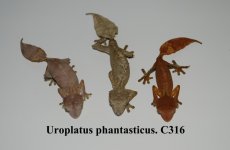 phantasticus C316.jpg