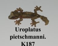 pietschmanni K187.jpg