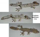 fimbriatus C34.jpg