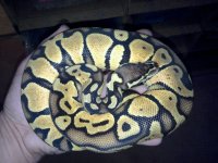 66% het clown pastel male1.jpg