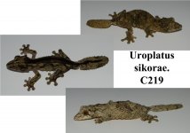 sikorae C219.jpg