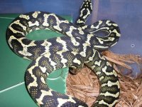 ivory sire.jpg
