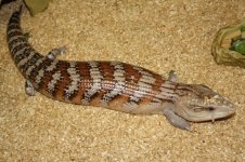 IMG_5294.jpg