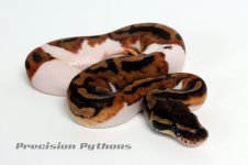 11pied10m01blogo.jpg