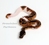 11pied10m01alogo.jpg