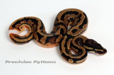 11pied10m02a.jpg