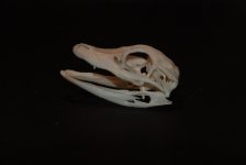 DSC_0073.jpg