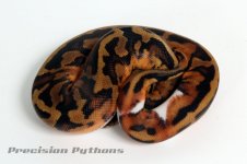 11pied10m03.jpg