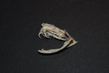 DSC_0058.jpg
