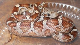 CIR013-Ate10.jpg
