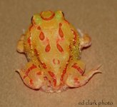 !!! Baby Albinos.019.jpg