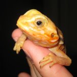 williesmile.jpg