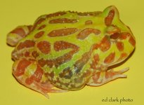 !! Albino Pacs 042.jpg