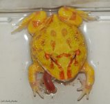! Frog Worm. 003_edited-1.jpg