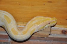 python4.jpg