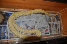 python5.jpg