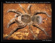 T.stirmi(m)pen1_W.jpg