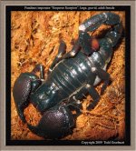 P.imperator(f)gravid1.jpg