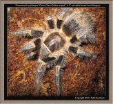 G.pulchripes(f)4.5in1.jpg