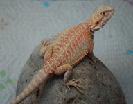 ! 7-04 Reds and hypo it lb. 055_edited-1.jpg