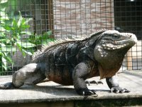 Cuban Male  (1024x768).jpg