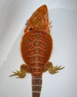 bigred.jpg