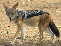 Black Backed Jackal Adult.jpg