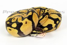 11firefly05m01a.jpg