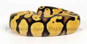 11firefly05m01b.jpg