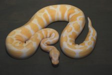 2010 male albino 2.jpg